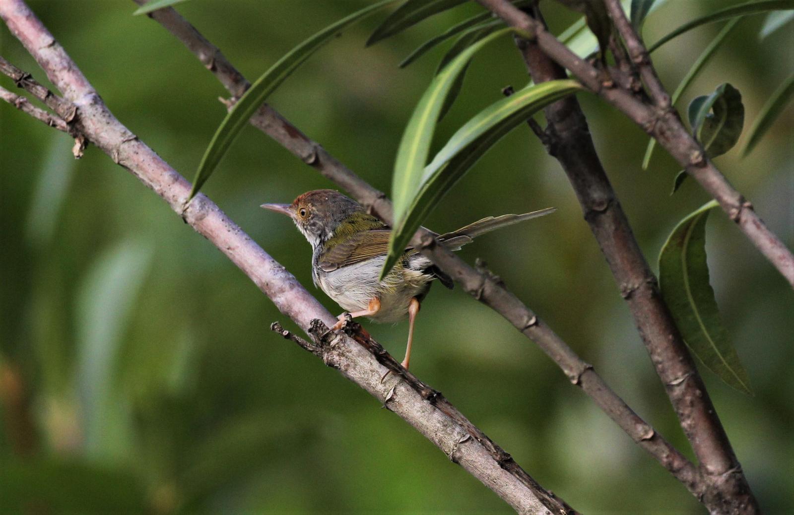 Common Tailorbird Photo by Steven Cheong