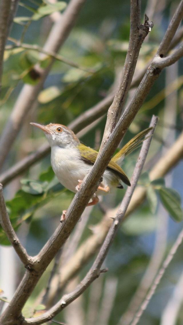 Common Tailorbird Photo by Premkumar Thalur