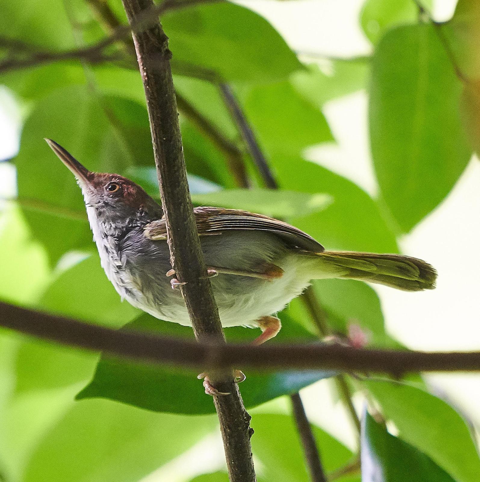 Dark-necked Tailorbird Photo by Steven Cheong