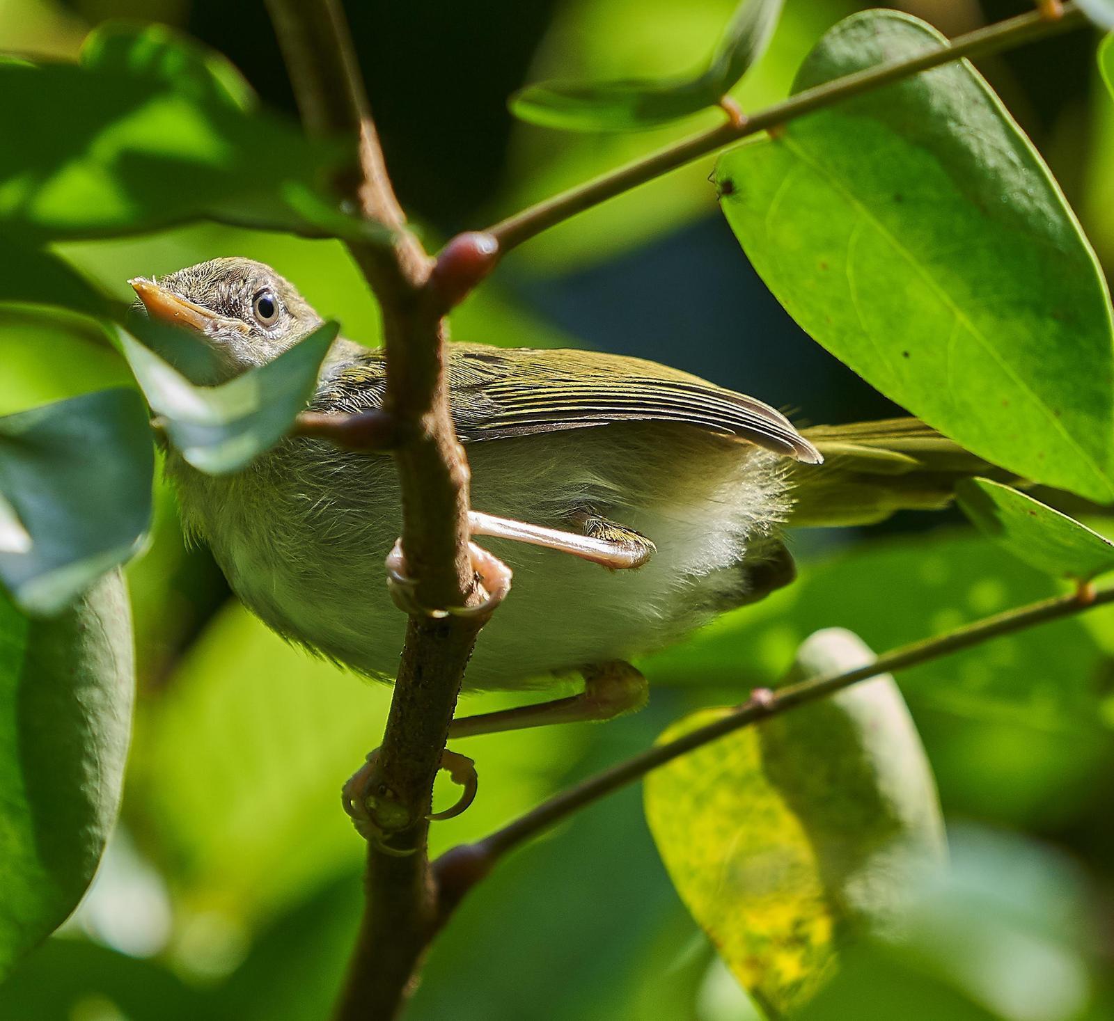 Dark-necked Tailorbird Photo by Steven Cheong. 