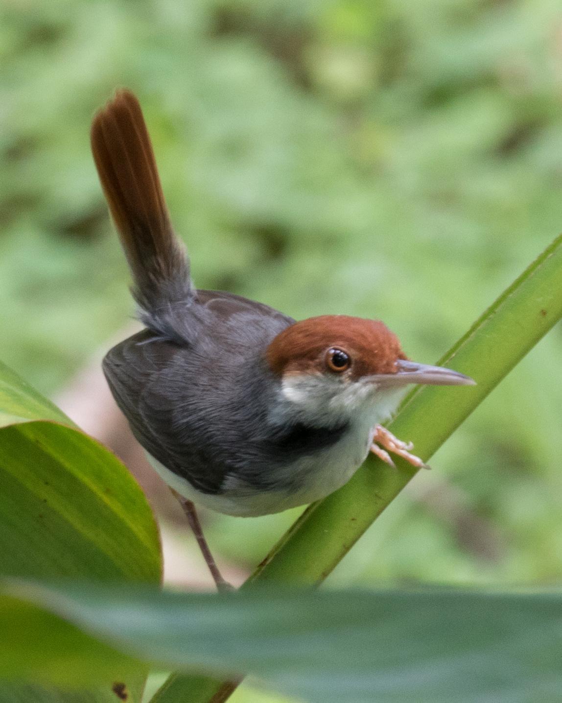 Rufous-tailed Tailorbird Photo by Robert Lewis
