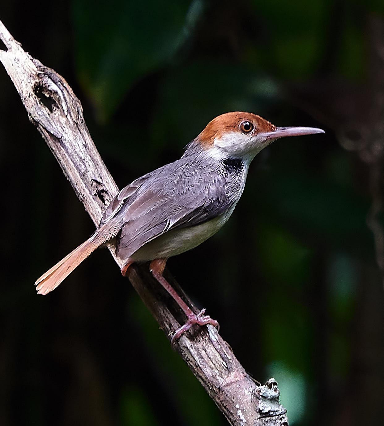 Rufous-tailed Tailorbird Photo by Steven Cheong