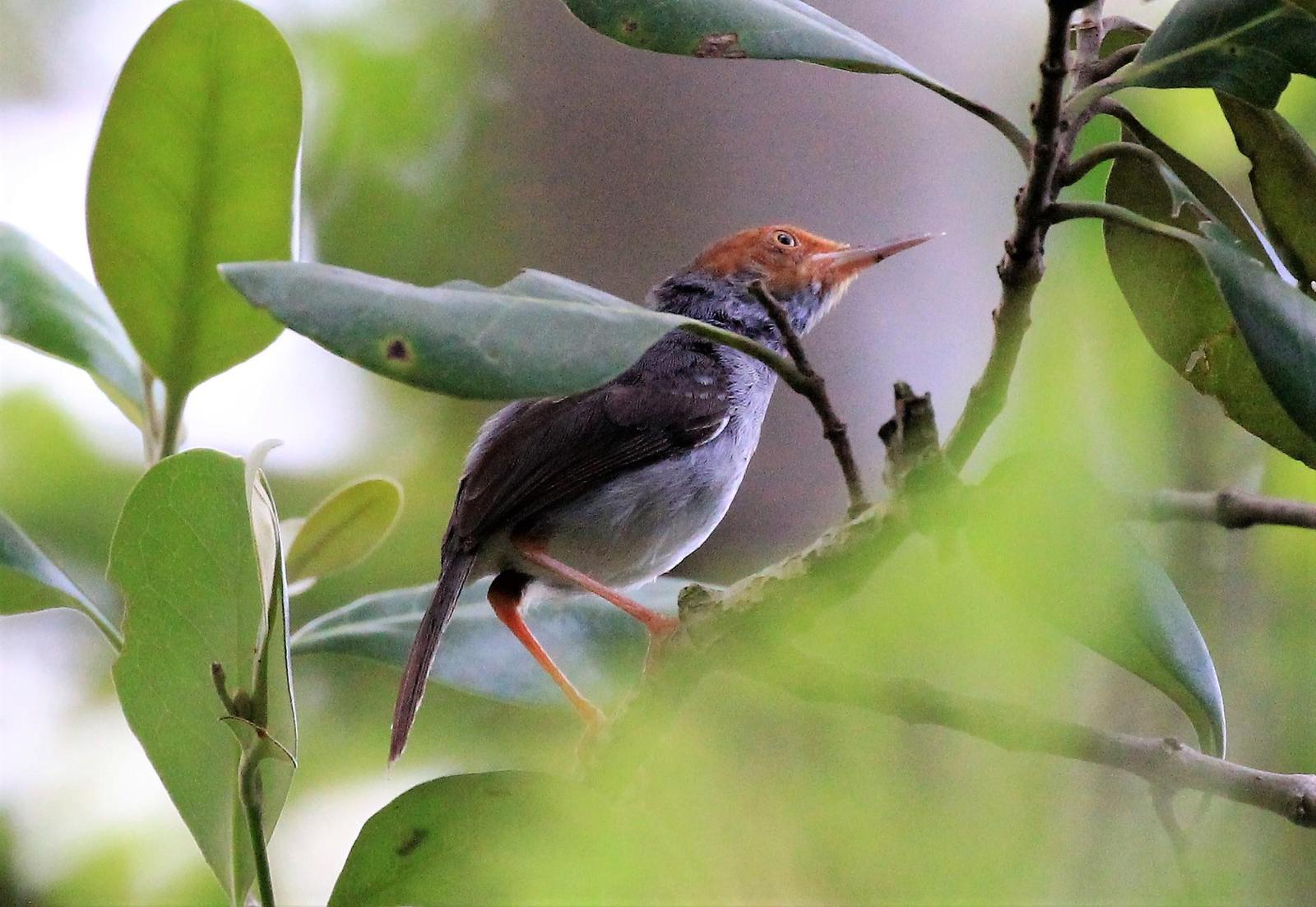 Ashy Tailorbird Photo by Steven Cheong