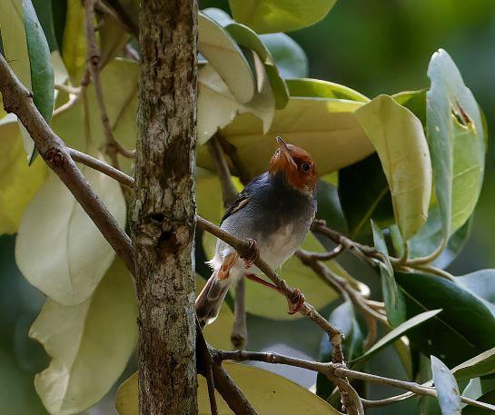 Ashy Tailorbird Photo by Kenneth Cheong