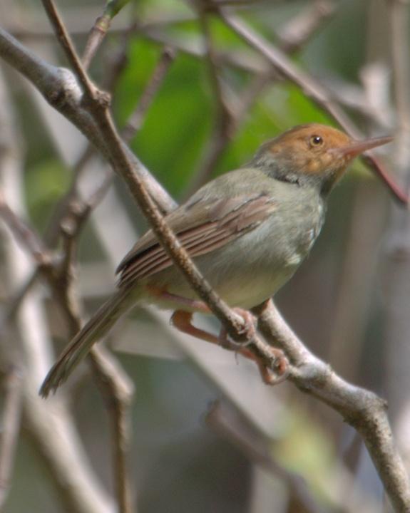Olive-backed Tailorbird Photo by Mat Gilfedder
