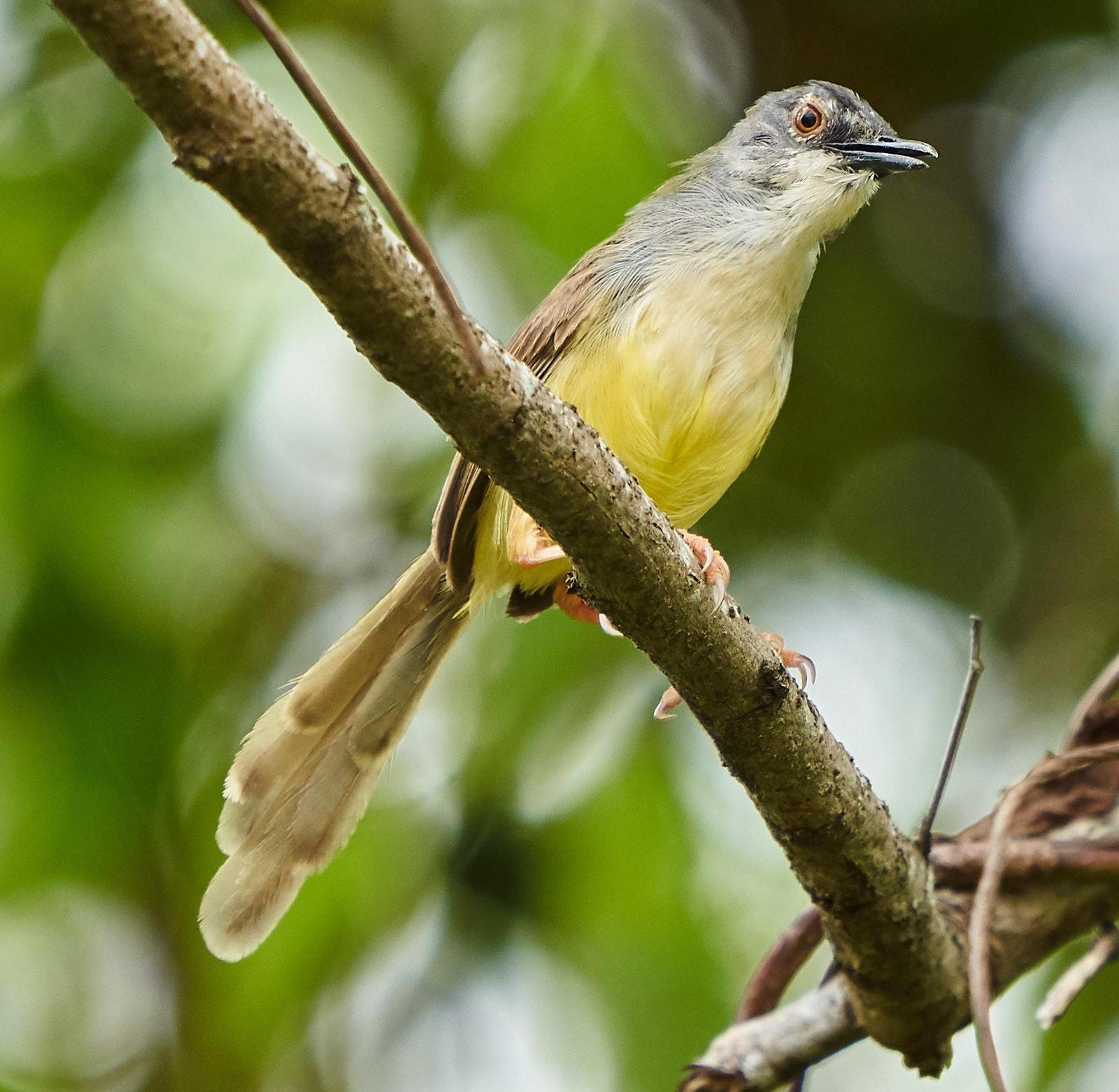 Yellow-bellied Prinia Photo by Steven Cheong