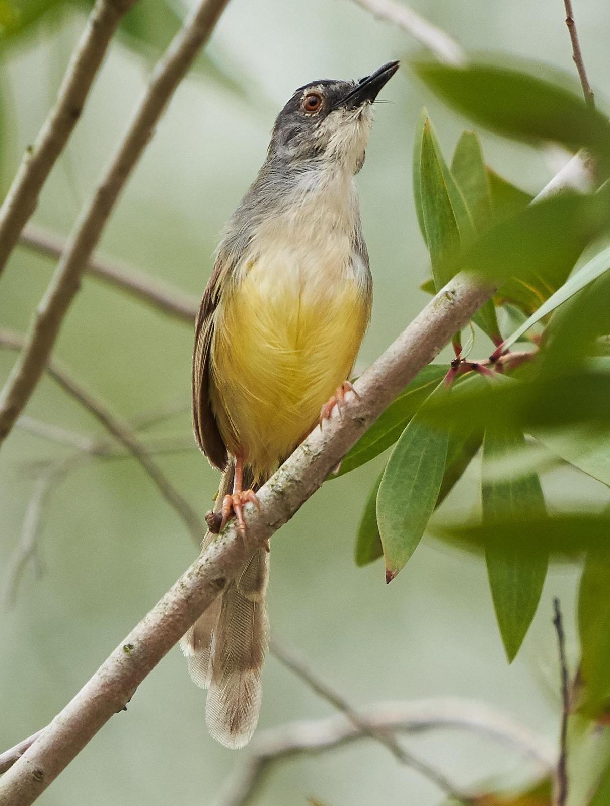 Yellow-bellied Prinia Photo by Steven Cheong