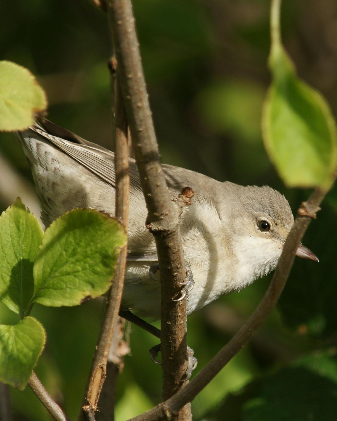 Barred Warbler Photo by Steve Percival