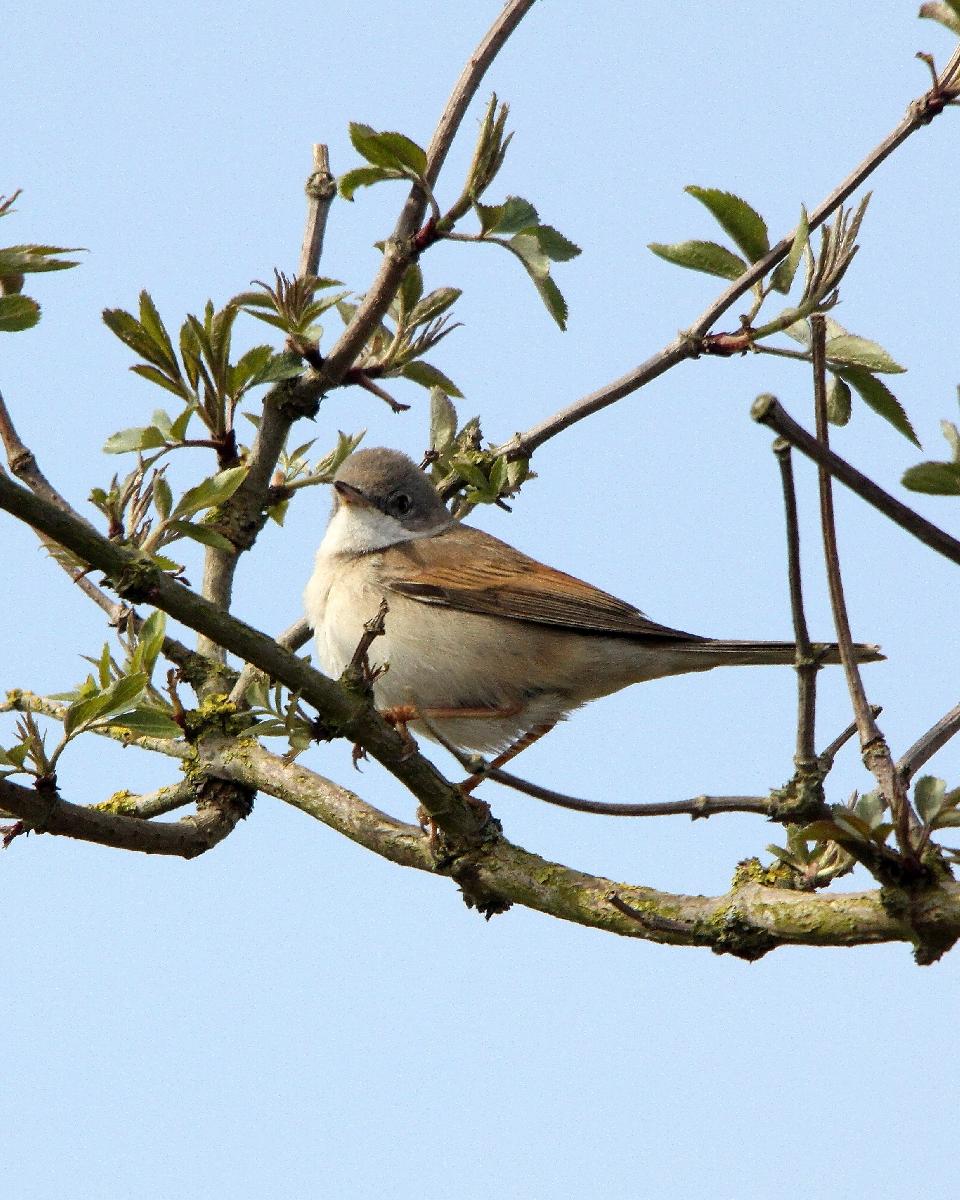 Greater Whitethroat Photo by Chris Lansdell