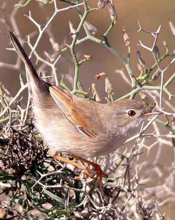 Spectacled Warbler Photo by Stephen Daly