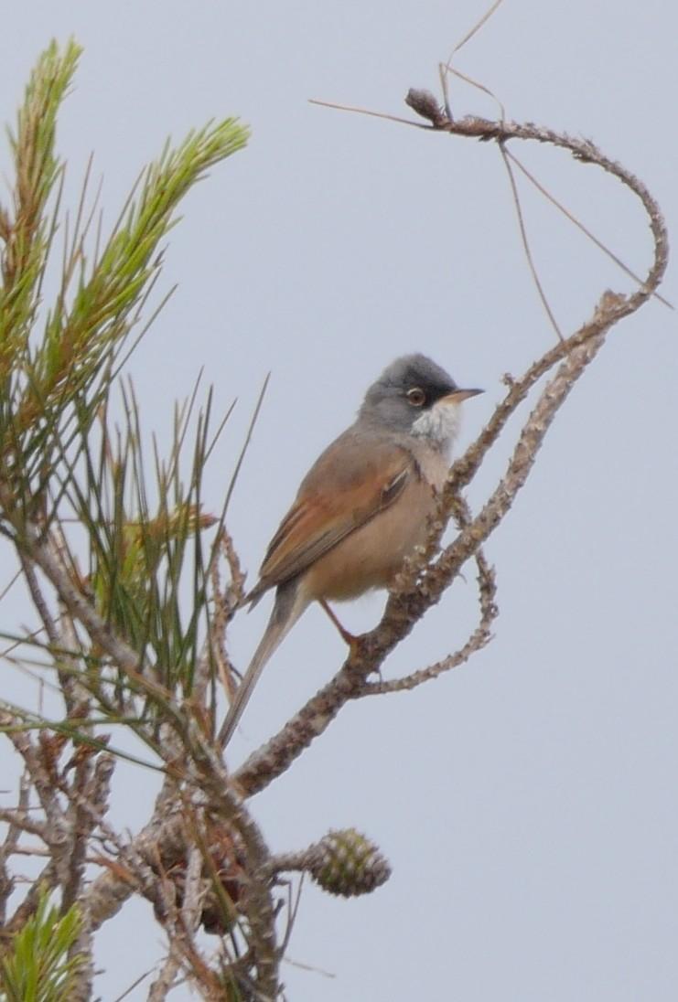 Spectacled Warbler Photo by Roger Horn