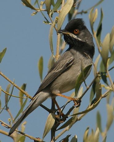 Rüppell's Warbler Photo by Stephen Daly