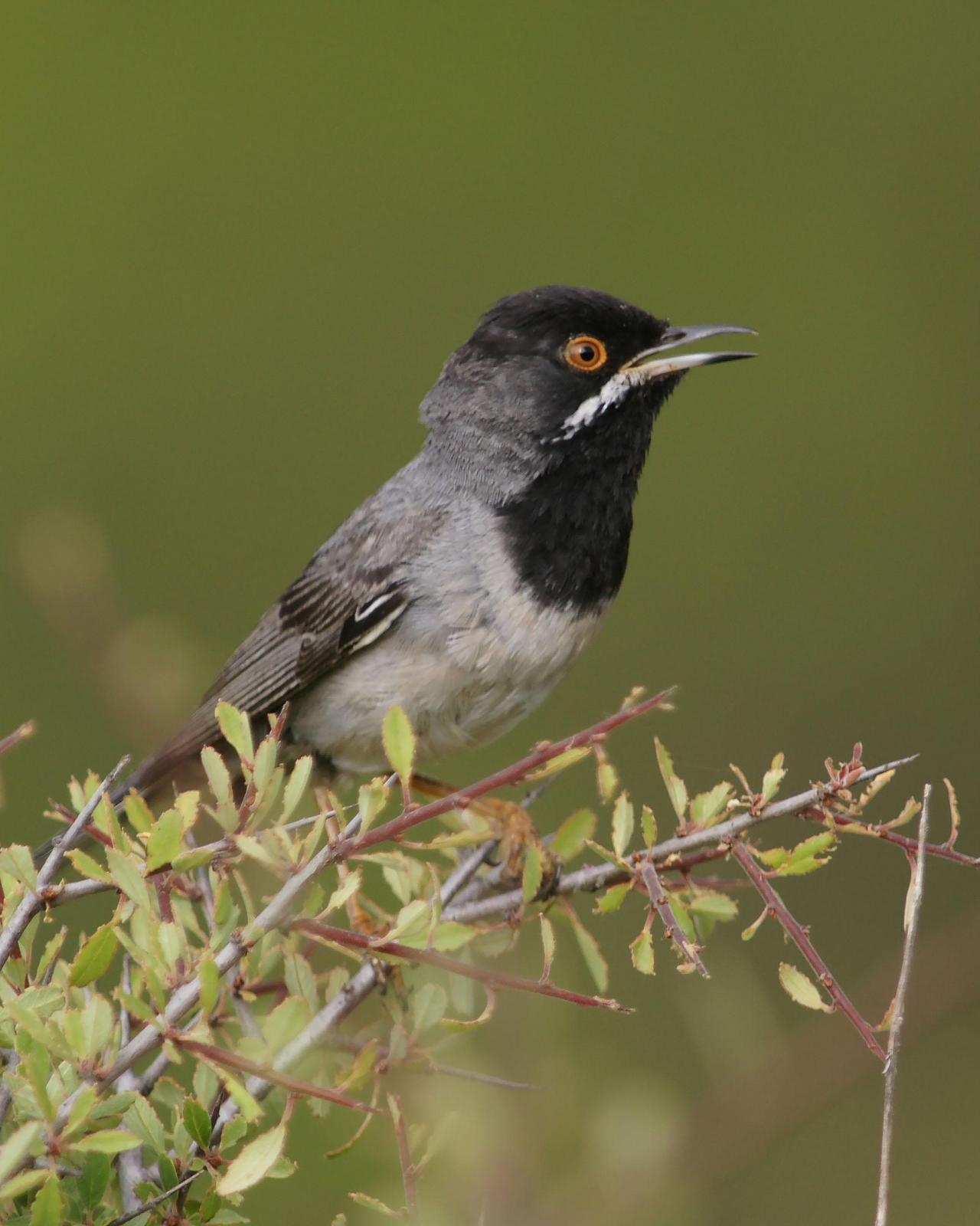 Rüppell's Warbler Photo by Steve Percival