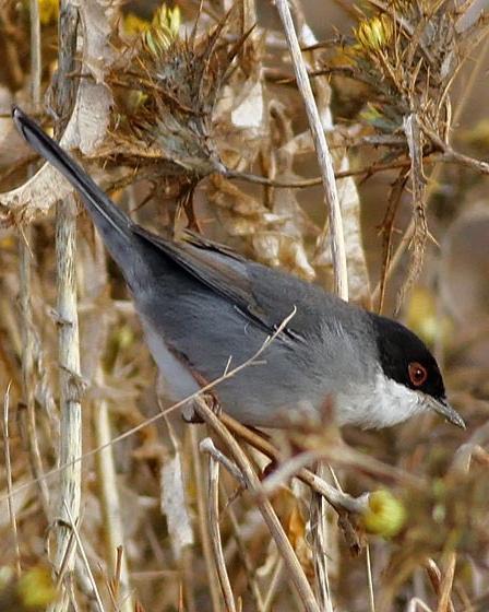 Sardinian Warbler Photo by Stephen Daly