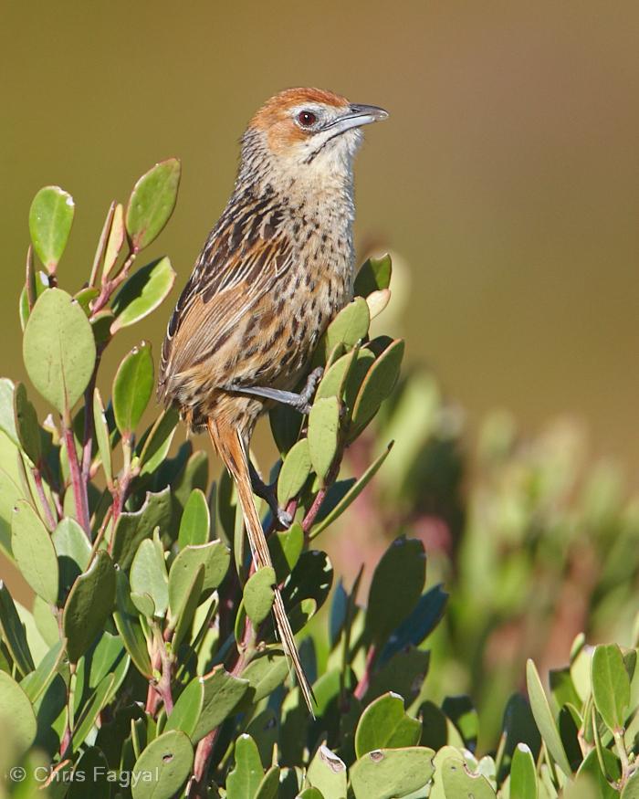 Cape Grassbird Photo by Chris Fagyal