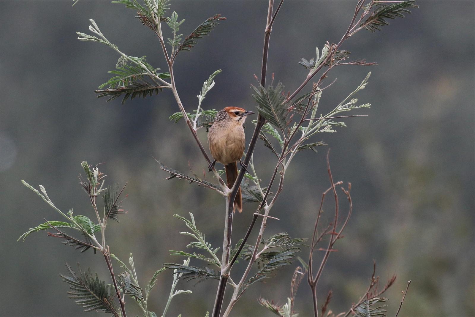 Cape Grassbird Photo by Richard Jeffers