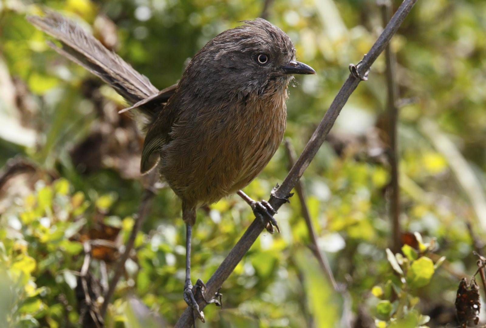 Wrentit Photo by Emily Willoughby