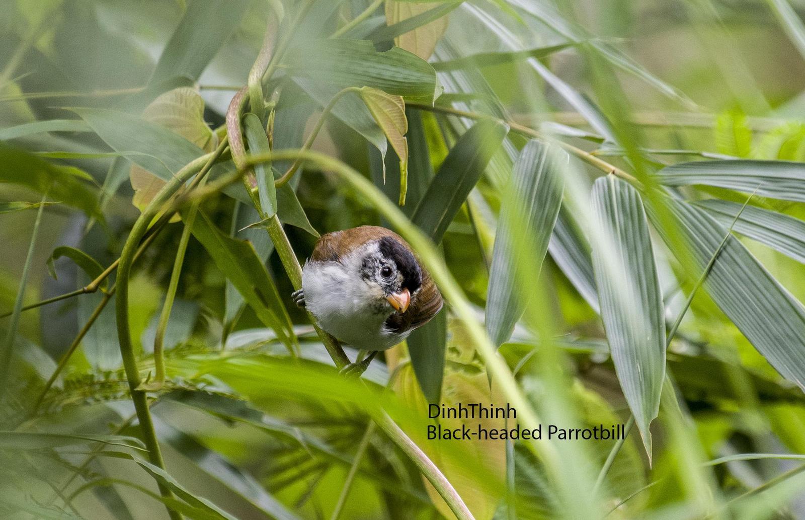 Black-headed Parrotbill Photo by Dinh Thinh