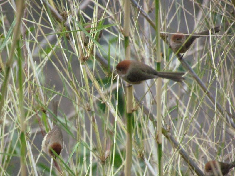 Brown-winged Parrotbill Photo by Jeff Harding