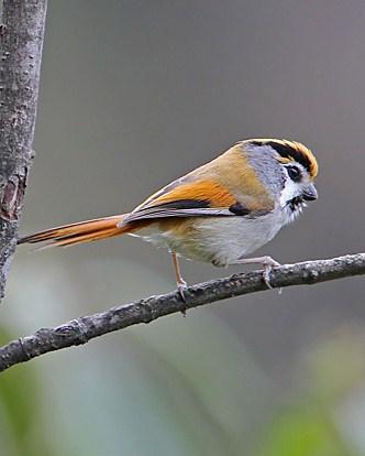 Black-throated Parrotbill Photo by Christoph Moning