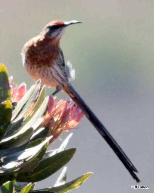 Gurney's Sugarbird Photo by Frank Gilliland