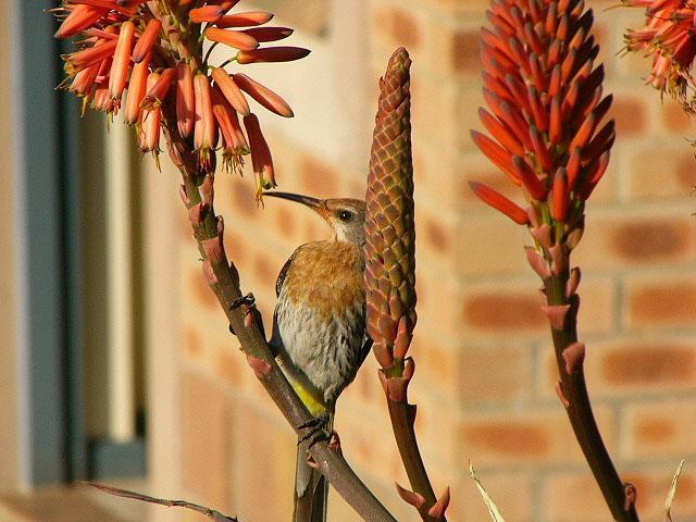 Gurney's Sugarbird Photo by Richard  Lowe