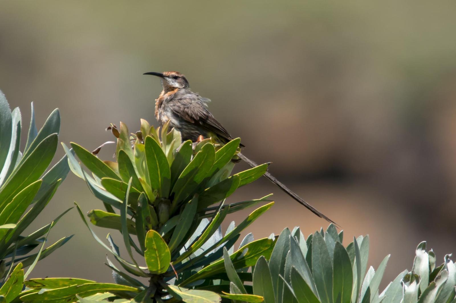 Gurney's Sugarbird Photo by Gerald Hoekstra