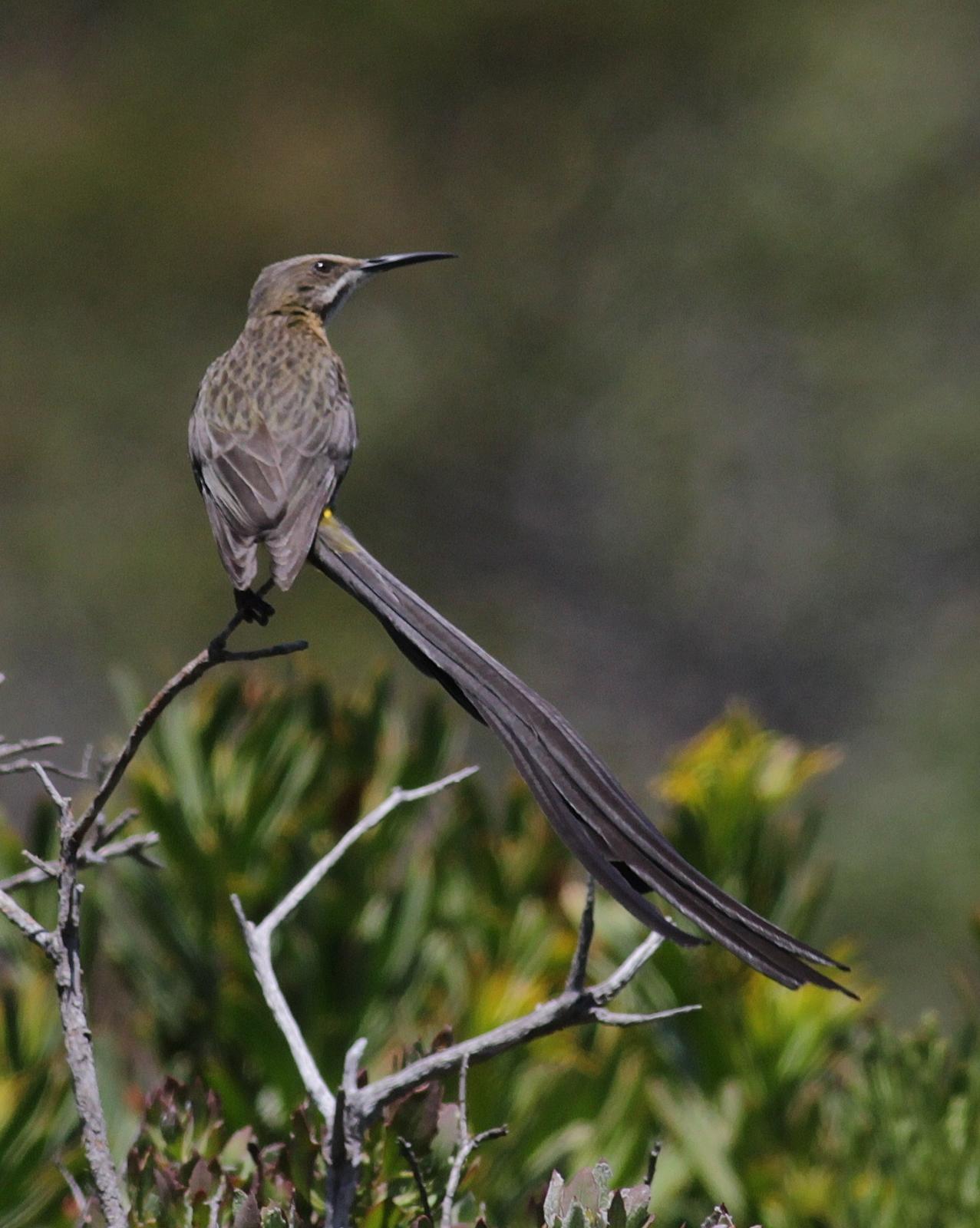 Cape Sugarbird Photo by Alex Lamoreaux
