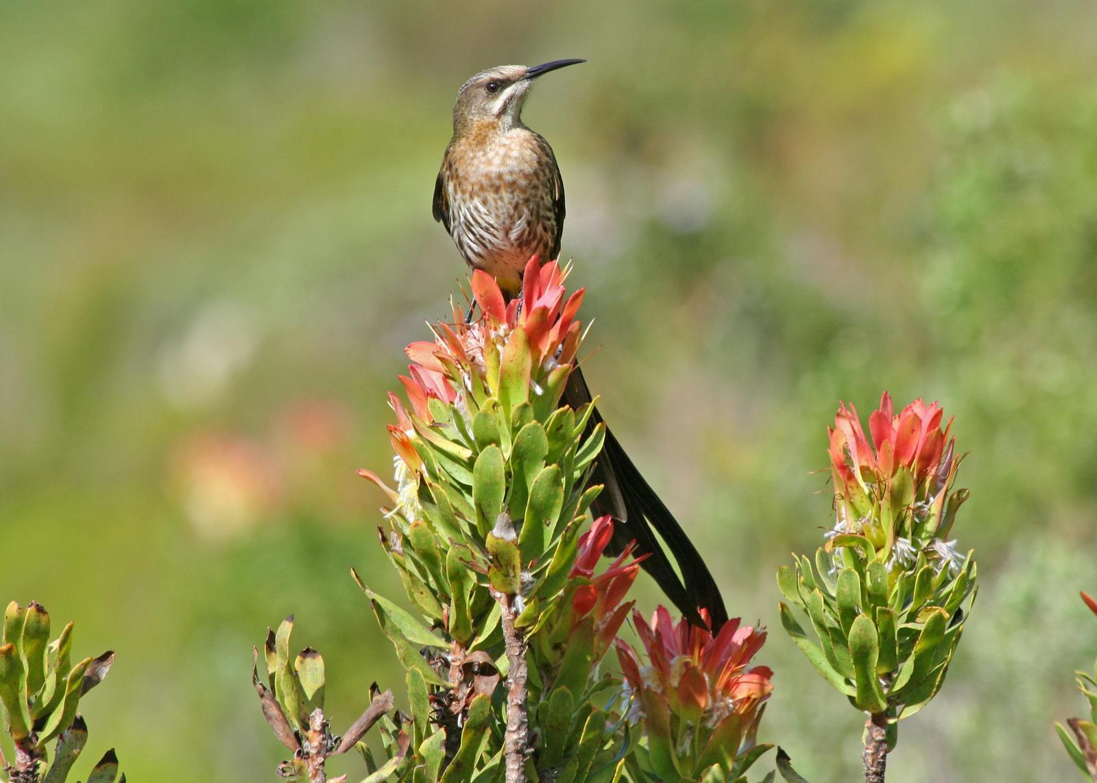 Cape Sugarbird Photo by Ethan Kistler