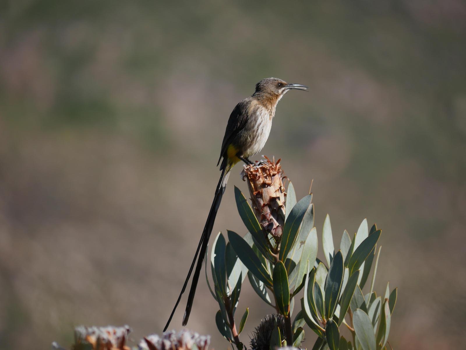 Cape Sugarbird Photo by Peter Lowe