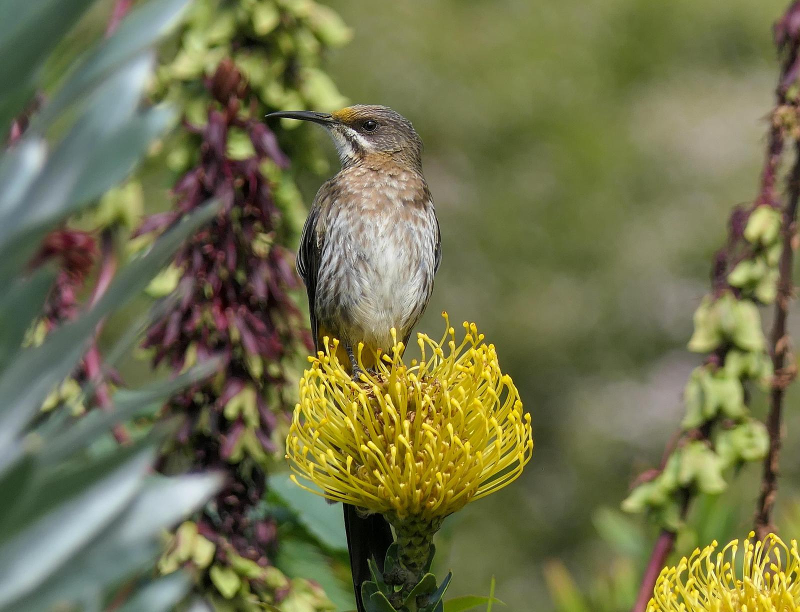 Cape Sugarbird Photo by Randy Siebert