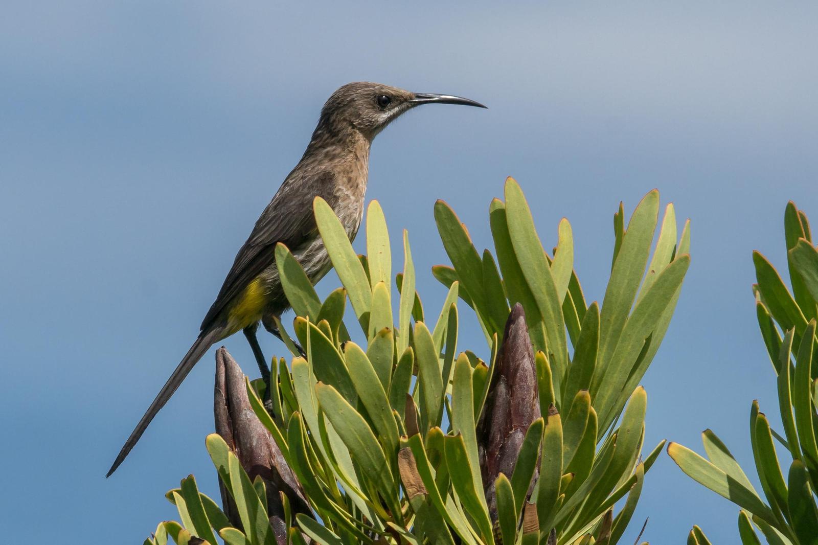 Cape Sugarbird Photo by Gerald Hoekstra
