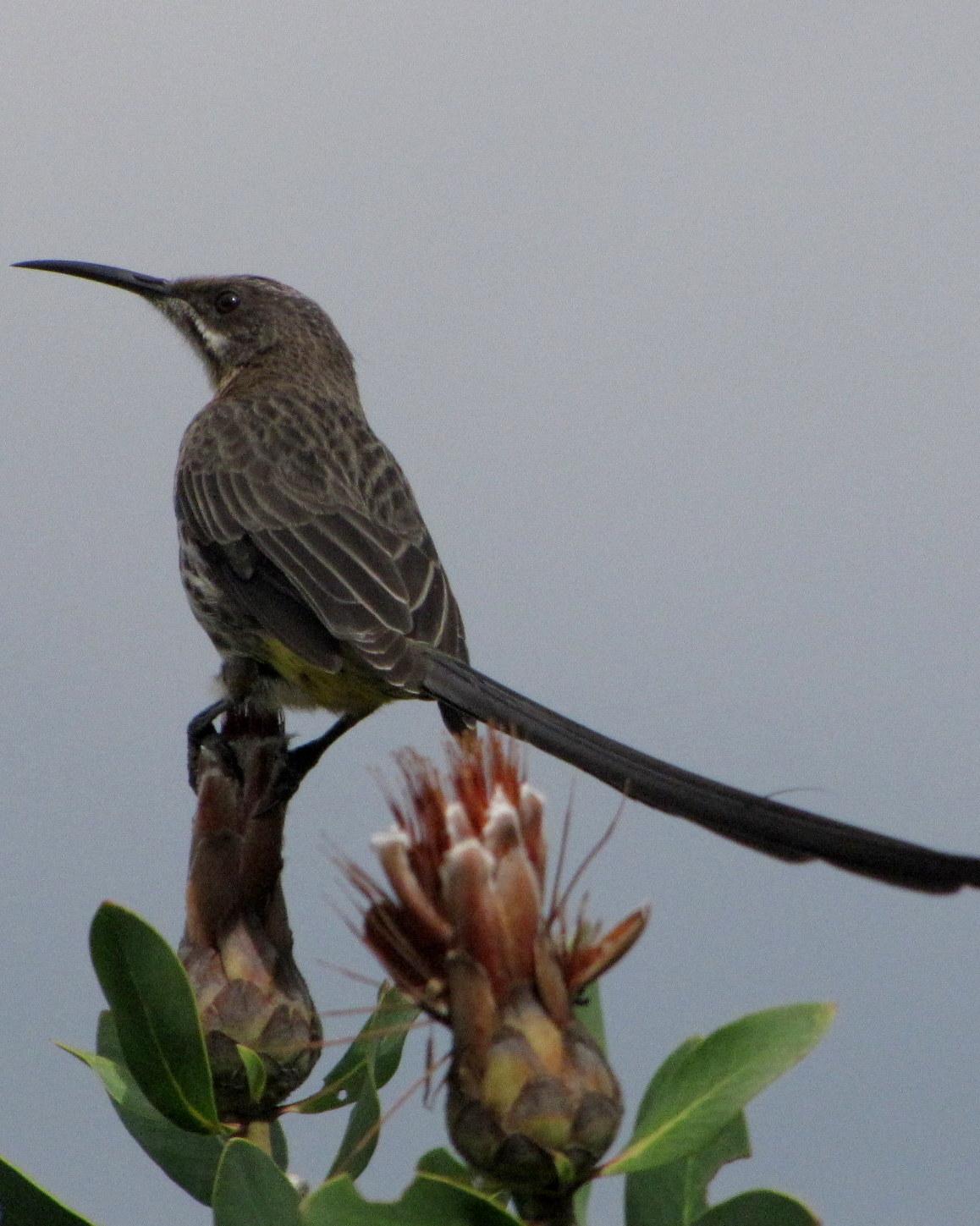 Cape Sugarbird Photo by Richard  Lowe