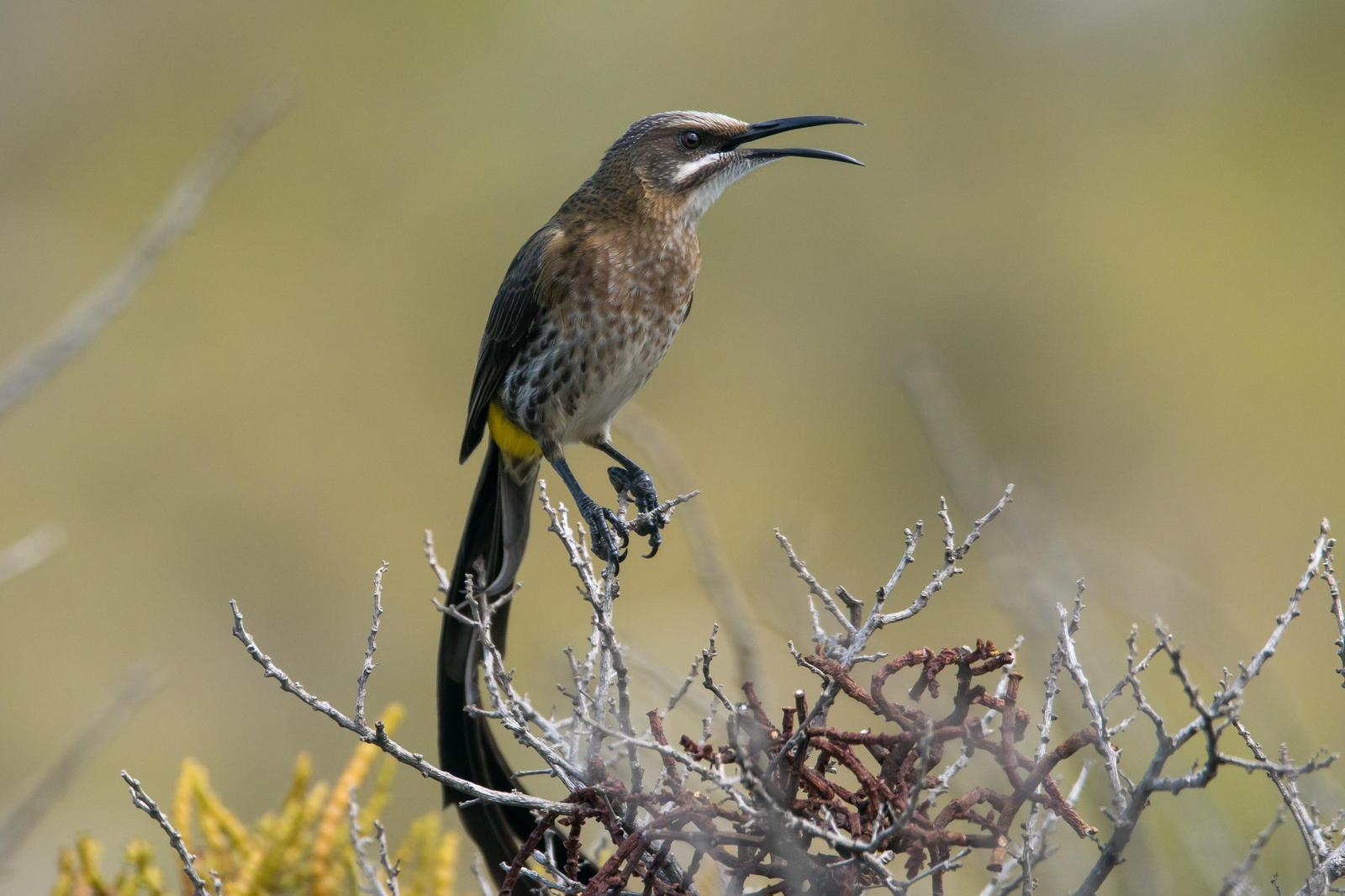 Cape Sugarbird Photo by Gerald Hoekstra