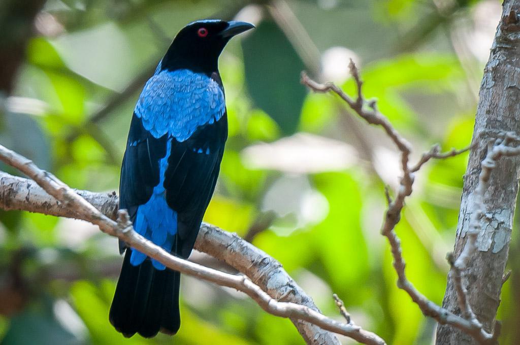 Asian Fairy-bluebird Photo by Kishore Bhargava