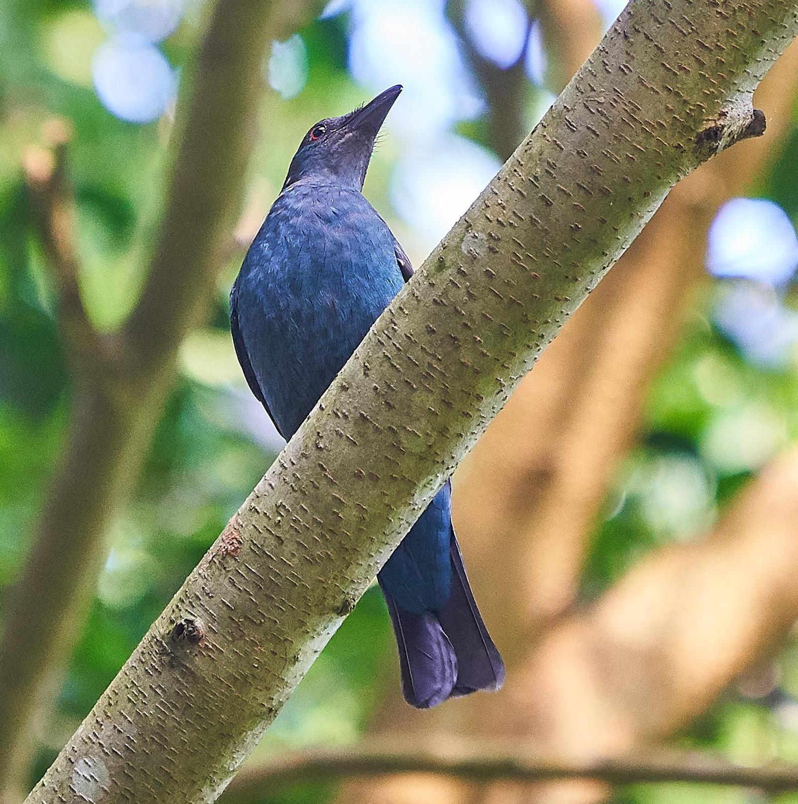 Asian Fairy-bluebird Photo by Steven Cheong
