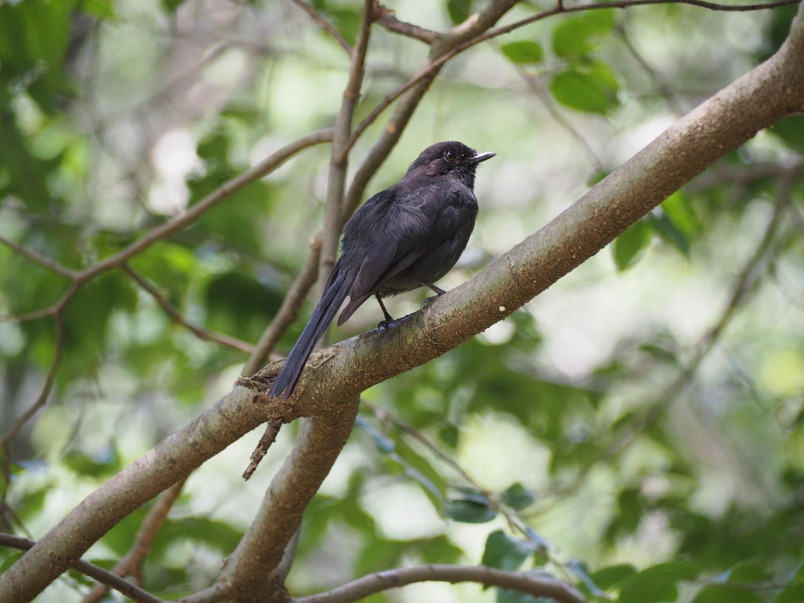 Northern Black-Flycatcher Photo by Colin Hill
