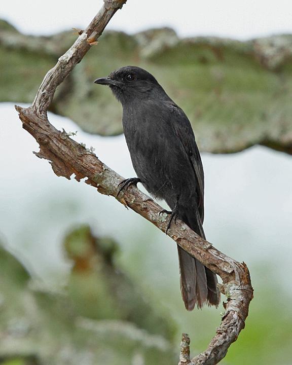 Northern Black-Flycatcher Photo by Jack Jeffrey
