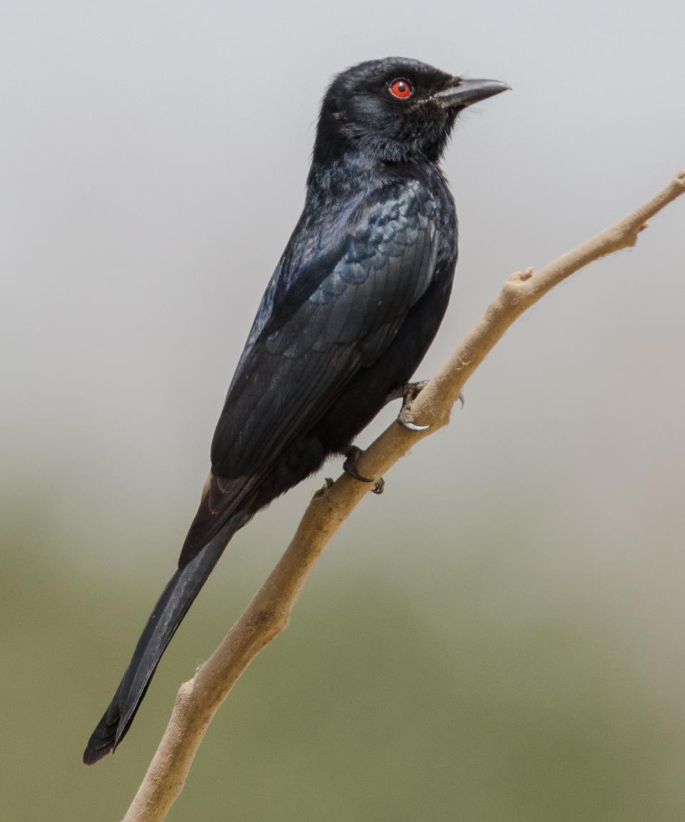 Northern Black-Flycatcher Photo by Rob Garner