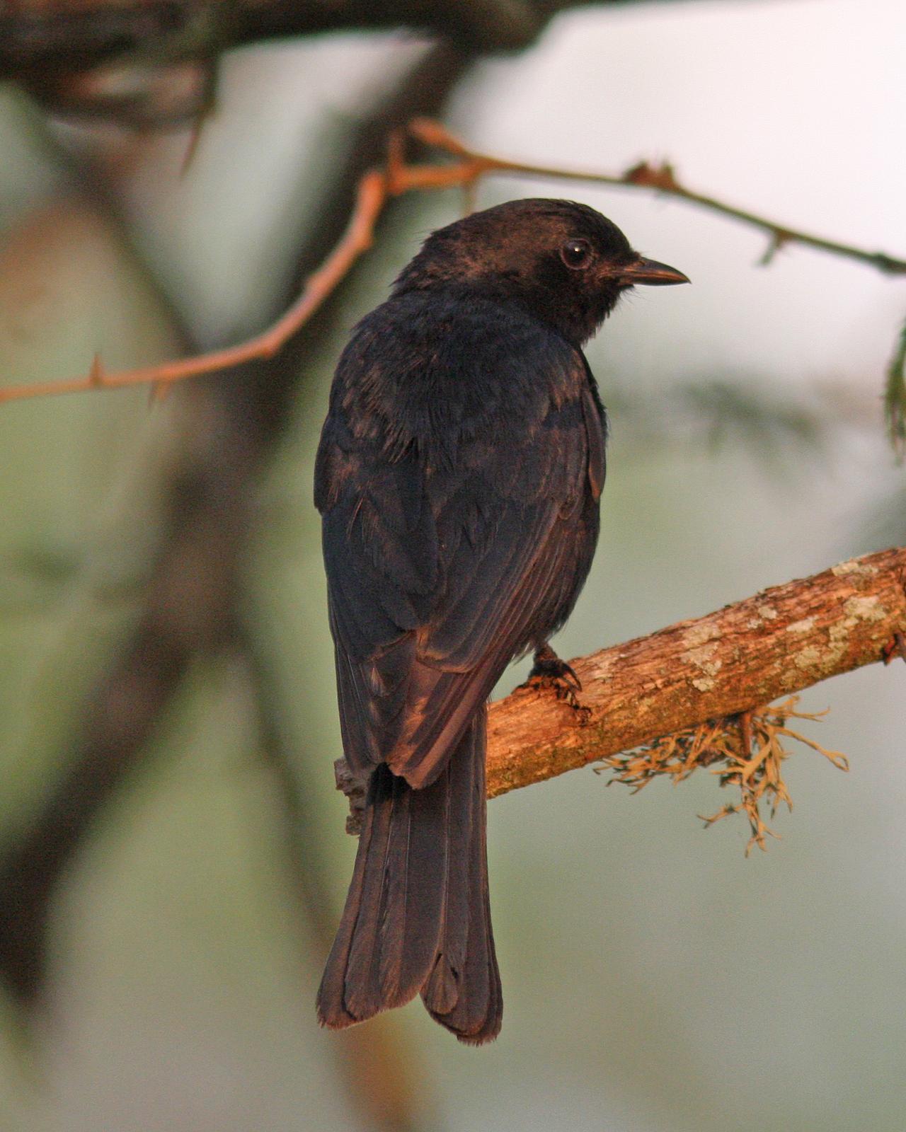 Southern Black-Flycatcher Photo by Henk Baptist