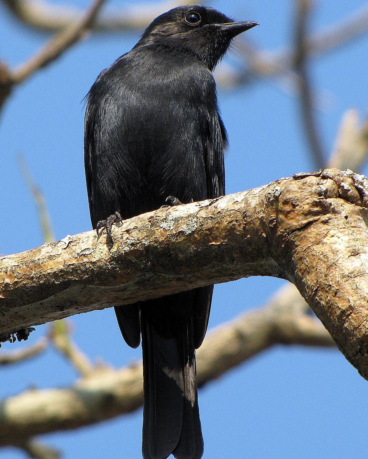 Southern Black-Flycatcher Photo by Richard  Lowe