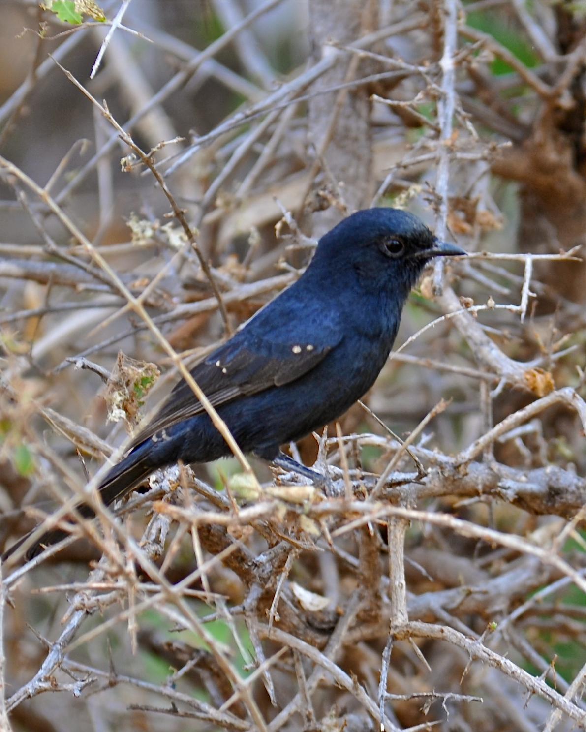 Southern Black-Flycatcher Photo by Gerald Friesen
