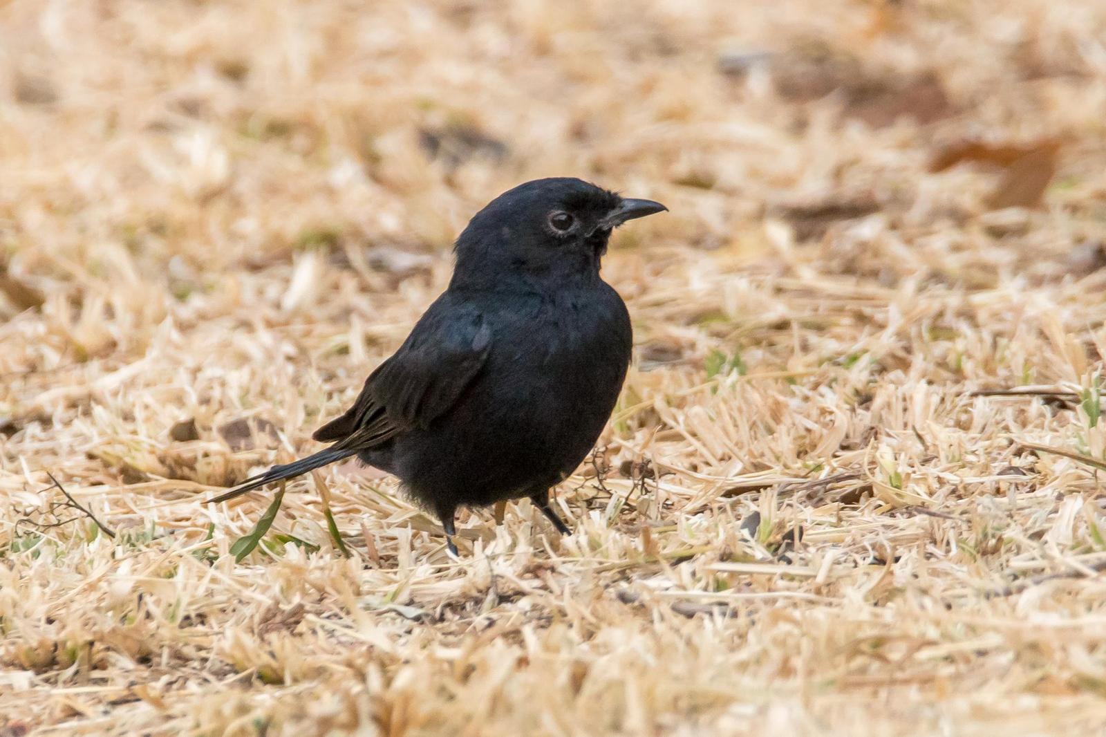 Southern Black-Flycatcher Photo by Gerald Hoekstra