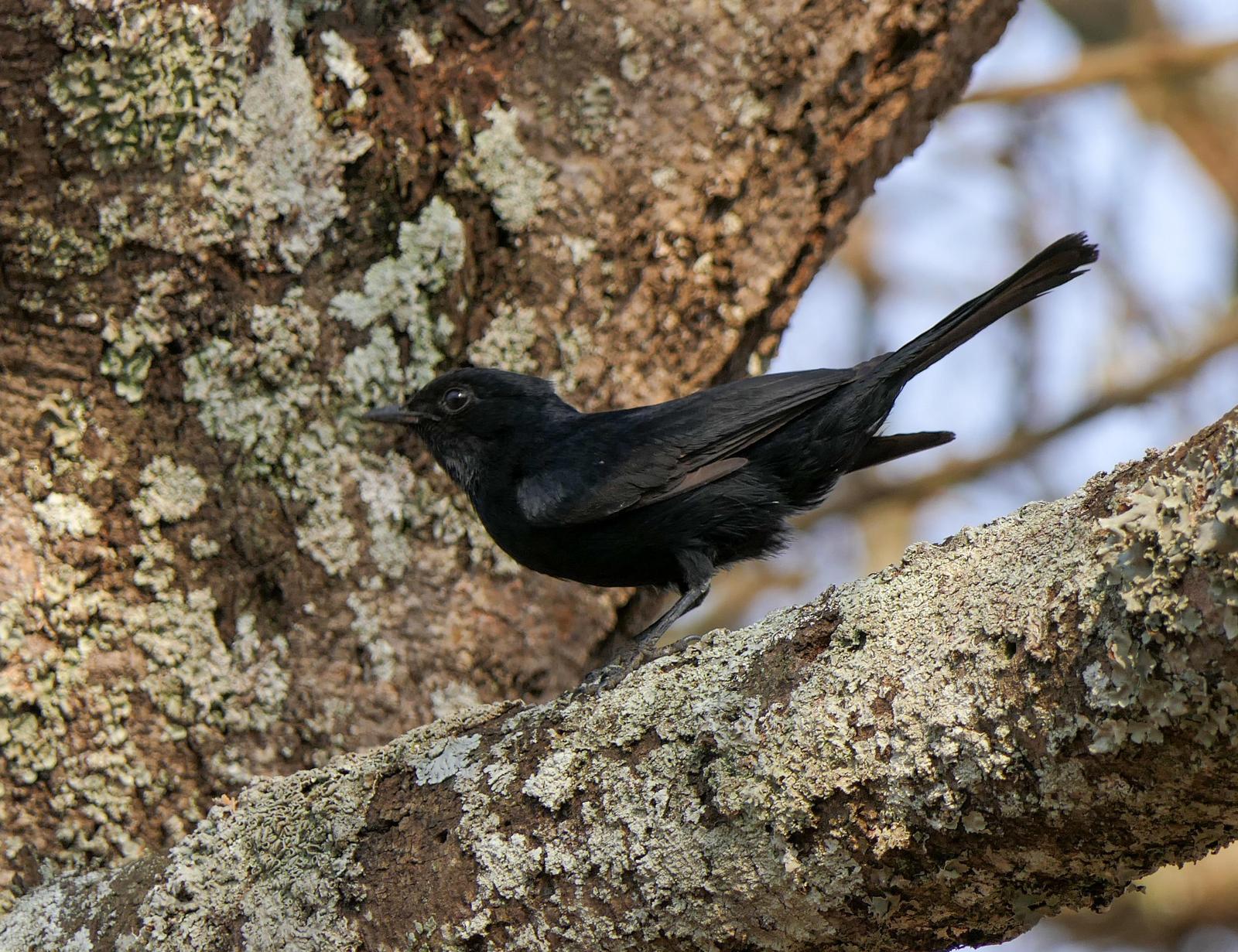 Southern Black-Flycatcher Photo by Randy Siebert