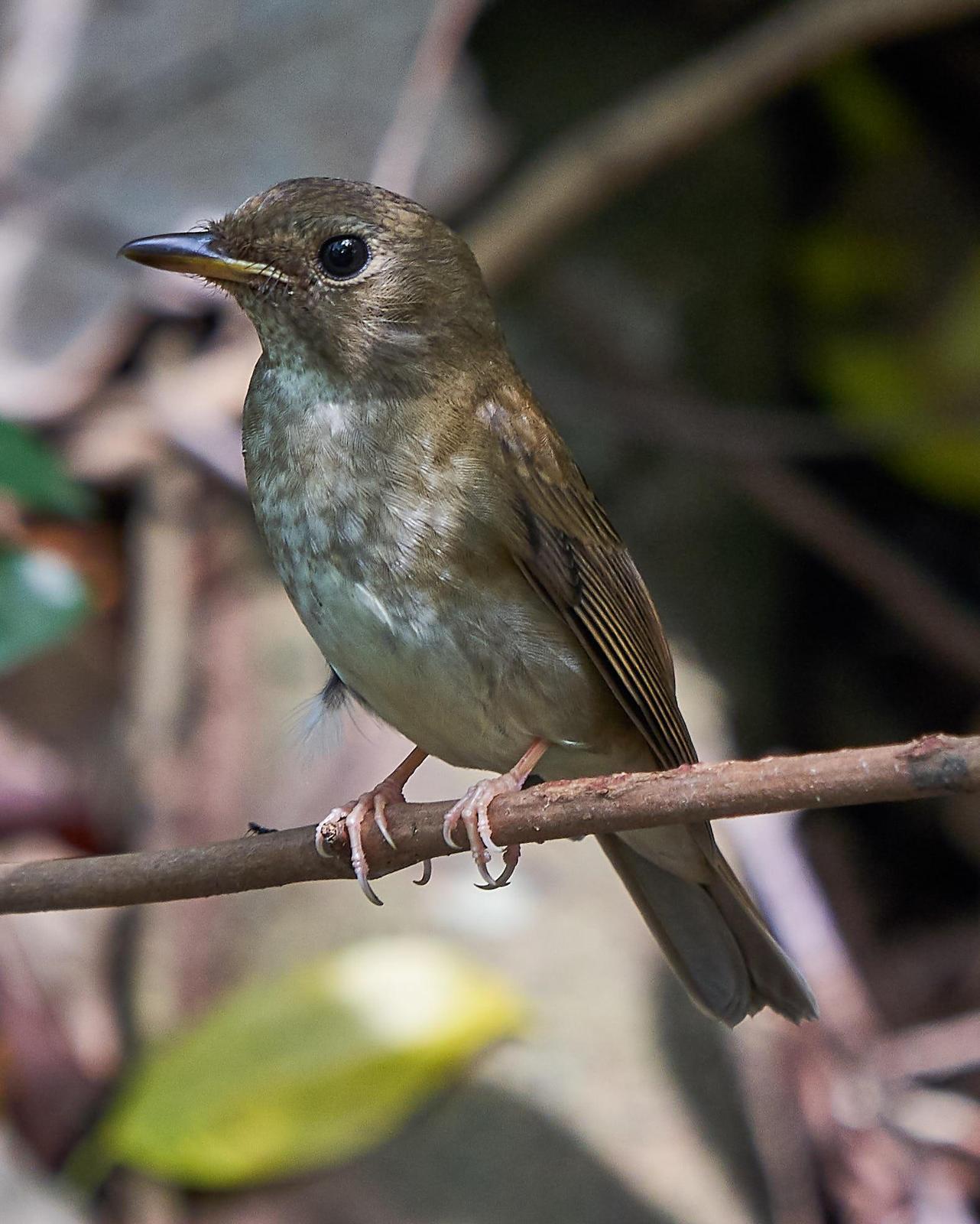 Brown-chested Jungle-Flycatcher Photo by Steven Cheong
