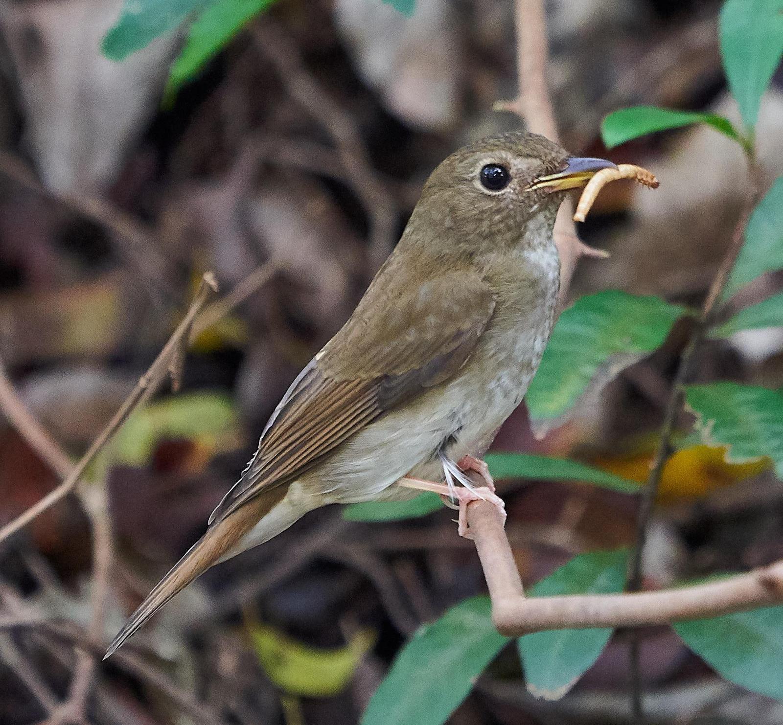 Brown-chested Jungle-Flycatcher Photo by Steven Cheong