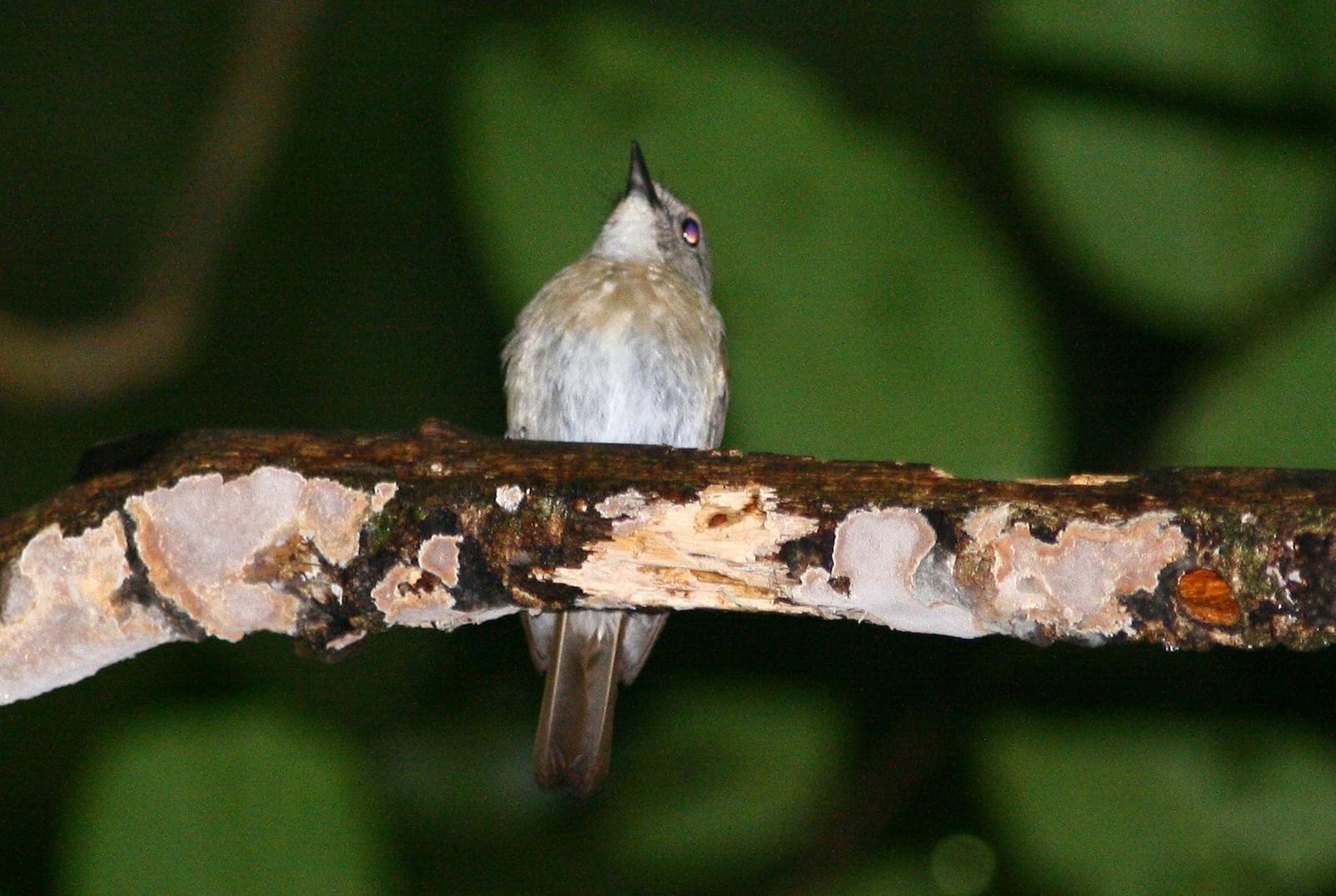 Chestnut-tailed Jungle-Flycatcher Photo by Lee Harding