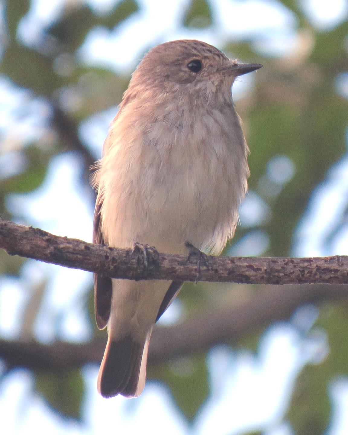 Spotted Flycatcher Photo by Peter Boesman