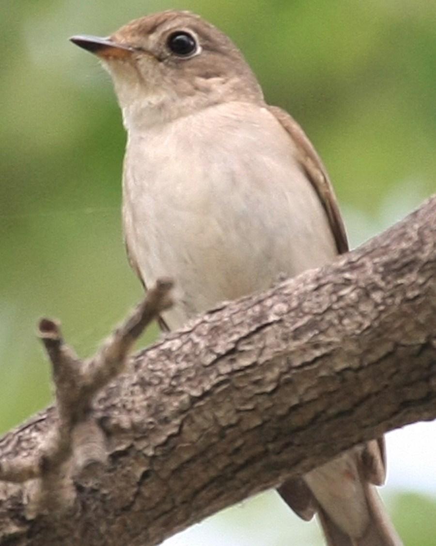 Asian Brown Flycatcher Photo by Monte Taylor