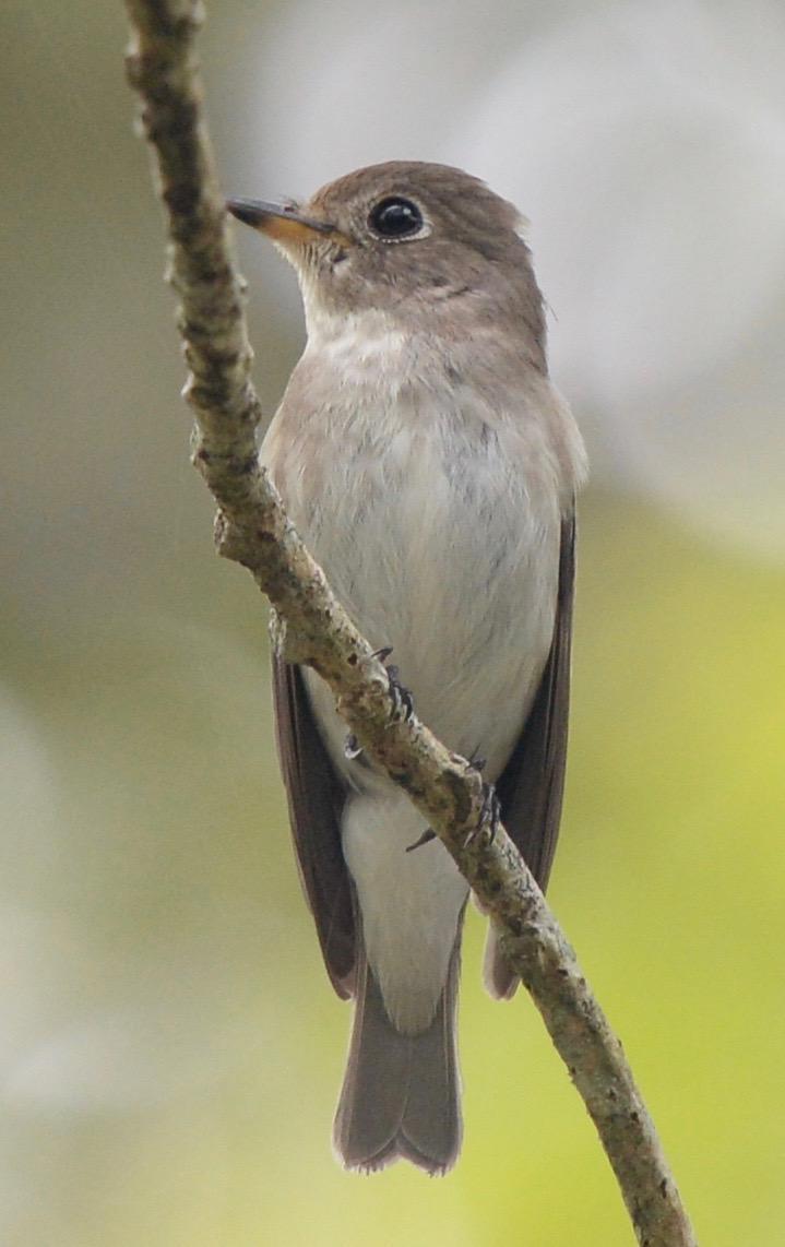 Asian Brown Flycatcher Photo by marcel finlay